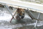 Bear Viewing Kodiak Island Alaska